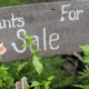 Pendeen Plant Sale and Cream Tea